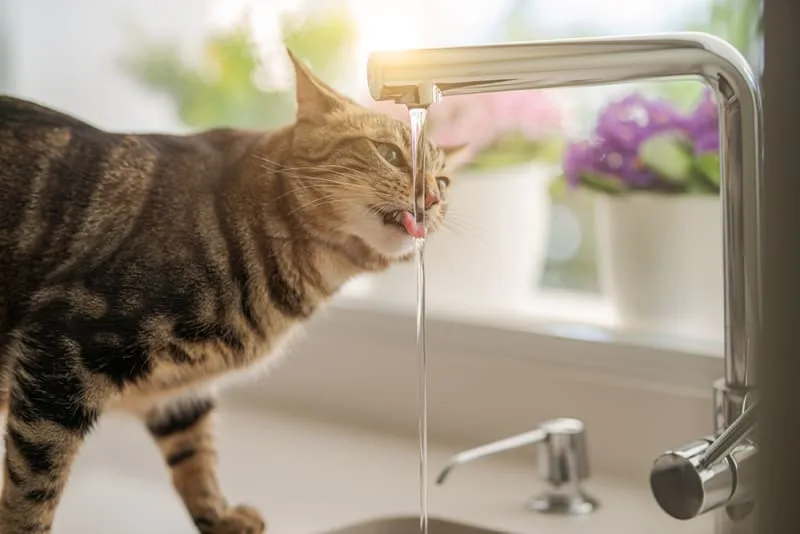What should I do if my cat won't drink water?