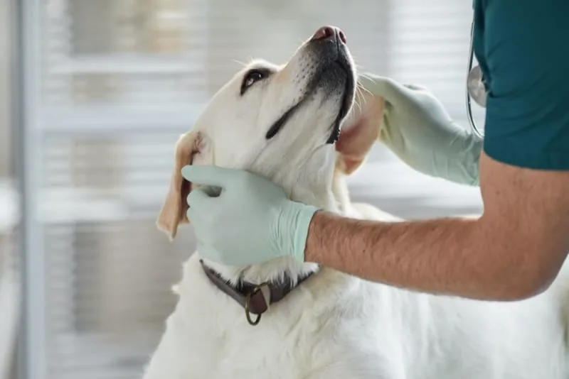 Importance of Parasite Control in Dogs