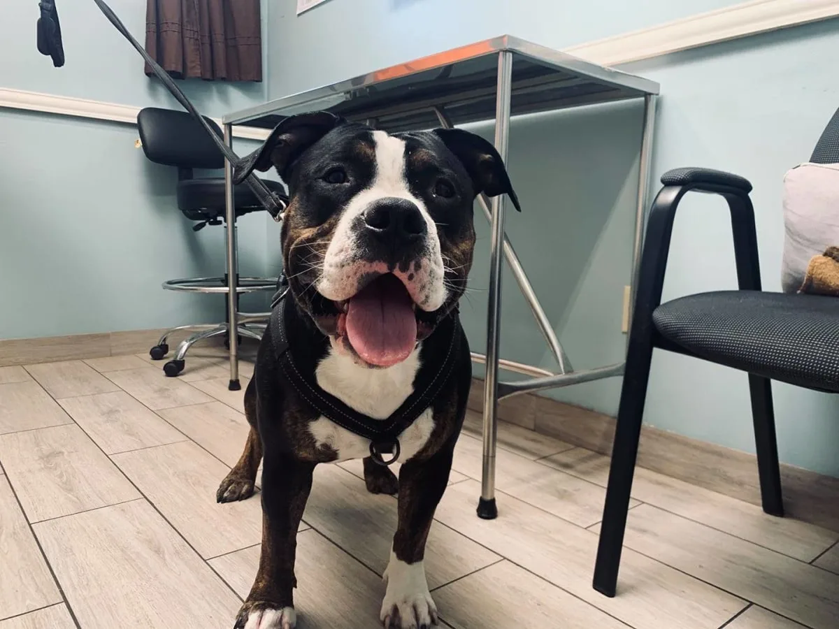 Dog Dentist in Yucaipa