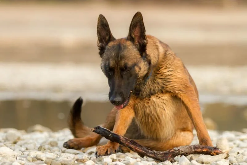 Bronchitis in Dogs - Causes, Symptoms, & Treatment