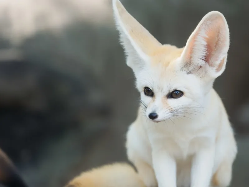 Fennec Fox Care
