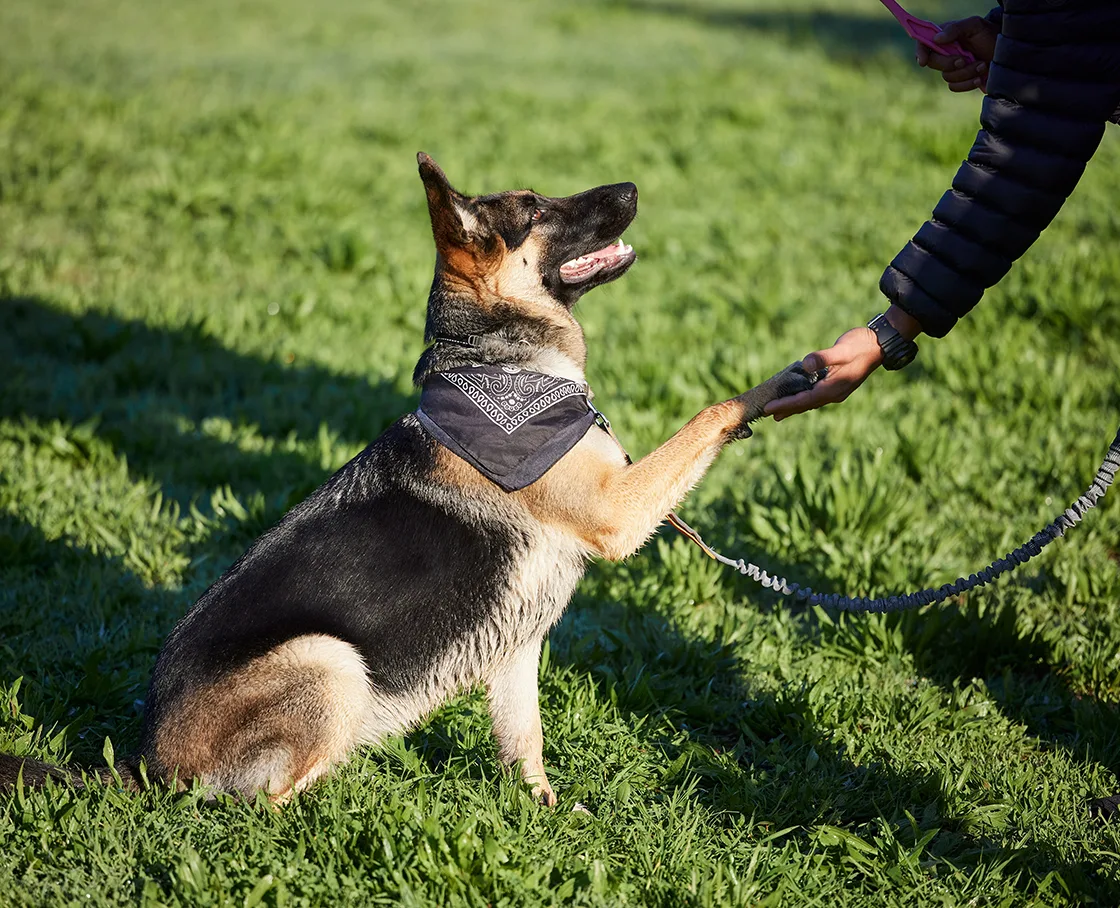 woman shakes hand with german shepherd