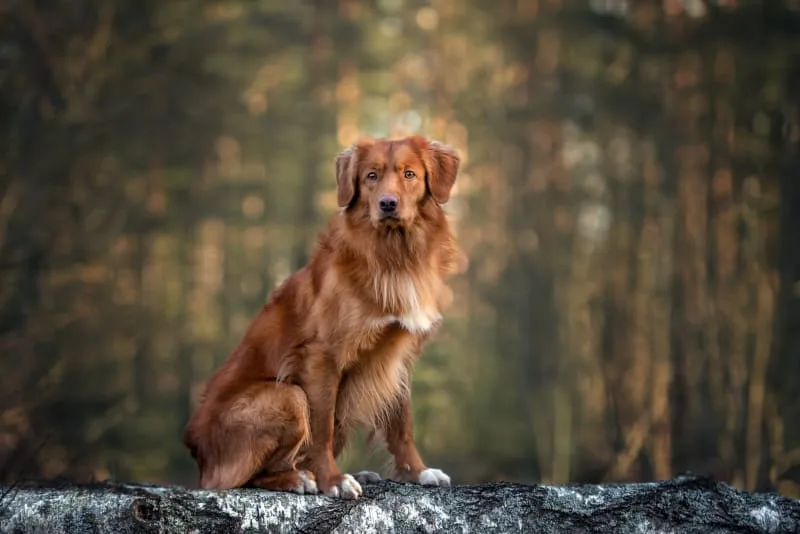 My dog is constipated! What should I do?