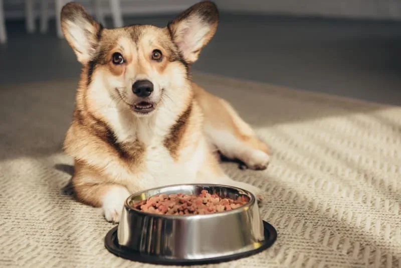 Food Allergies in Pets