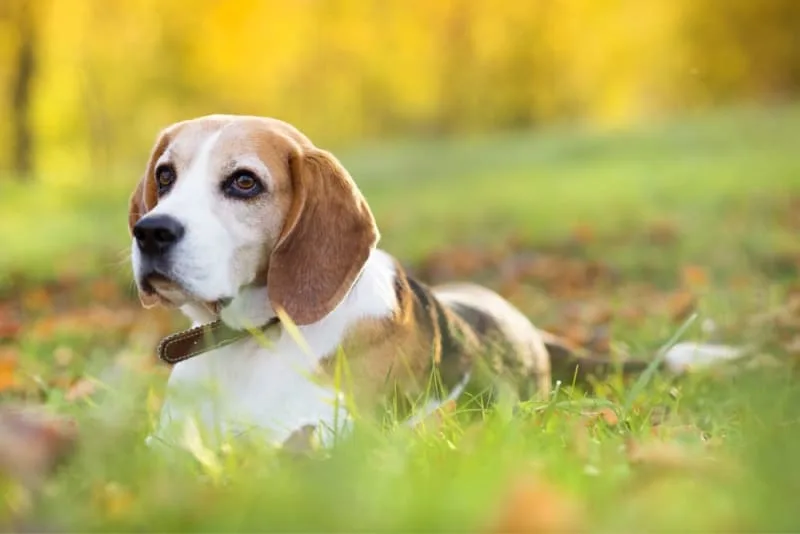 Caring For Your Dog Recovering From Surgery