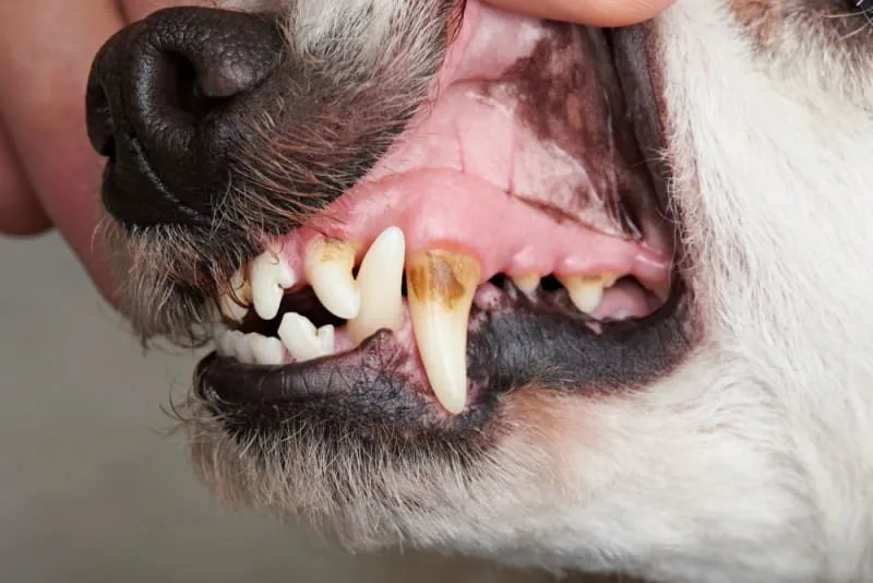 Signs Your Dog Needs a Dental Cleaning