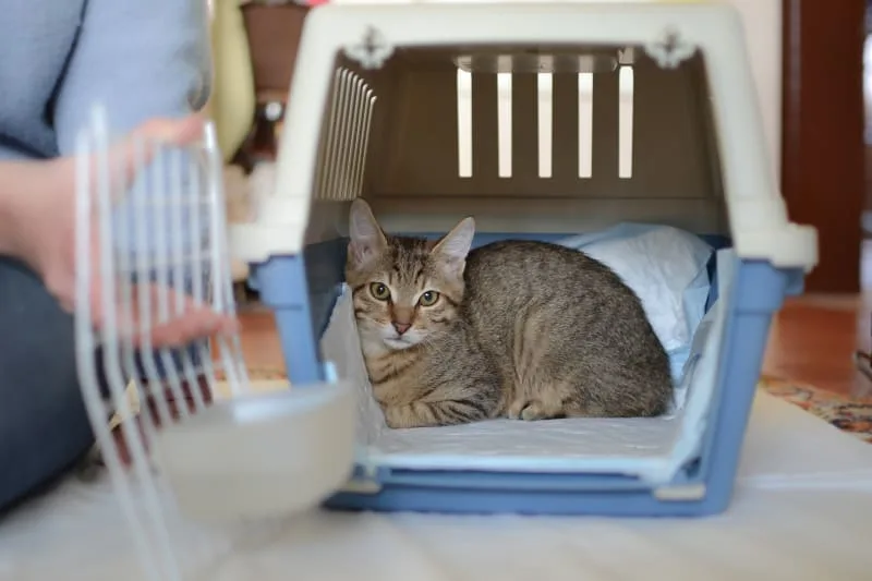 How to Travel With a Cat: Tips for a low-stress trip