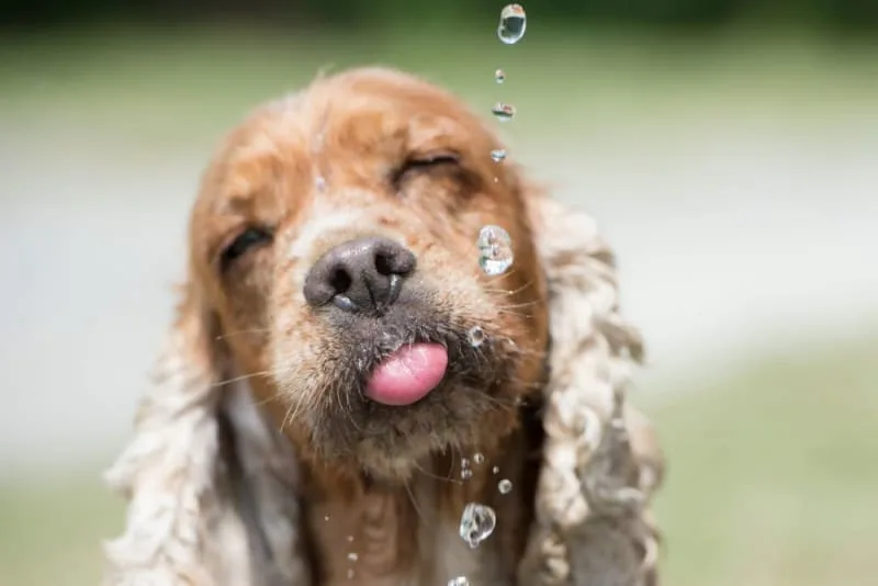 How Long Can a Dog Go Without Water?