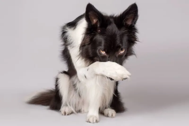 Why Does My Dog's Breath Smell So Bad?