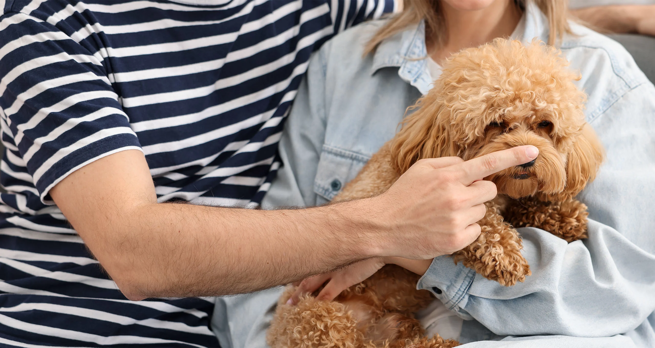 h poodle getting her nose booped while on lap with man and woman