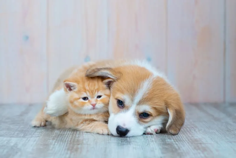 Puppy & Kitten: Can They Be Raised Together?