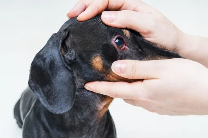 Conjunctivitis in Dogs