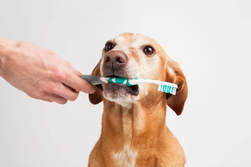 How Prevent Periodontal Disease in Dogs