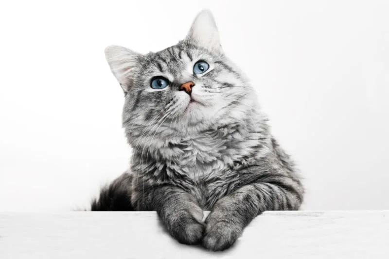 What To Know About Cat Vaccinations & Booster Shots