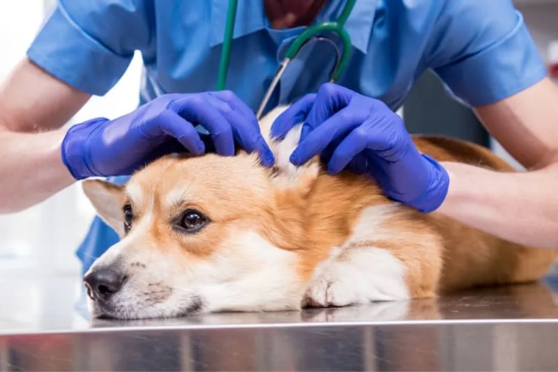 Ear Infection in Dogs