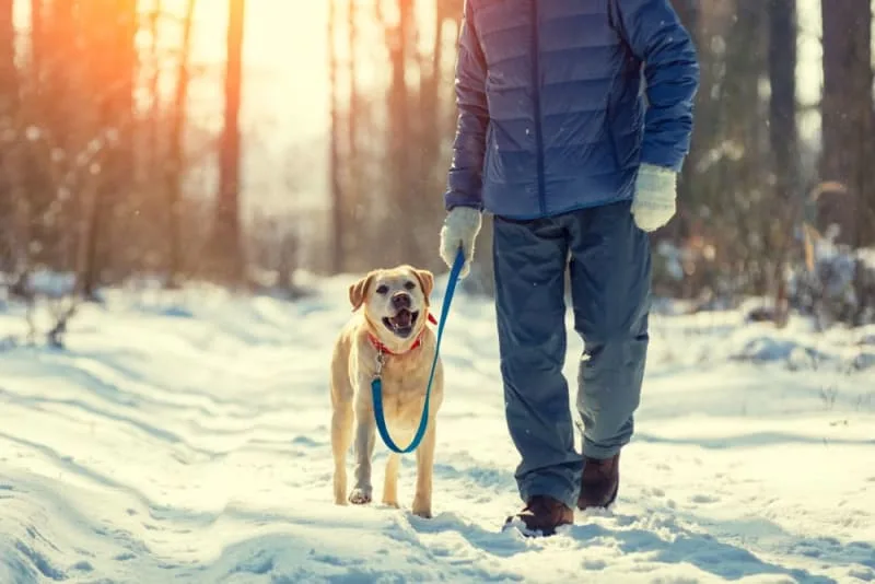 Why Is My Dog Constipated & What To Do