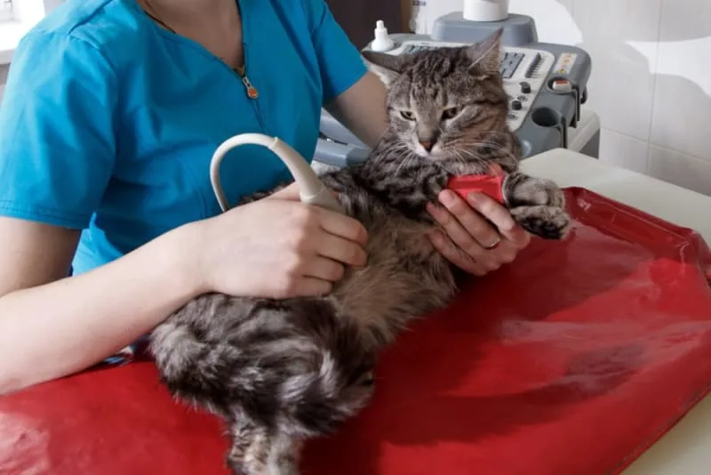 Cat Hernia Surgery