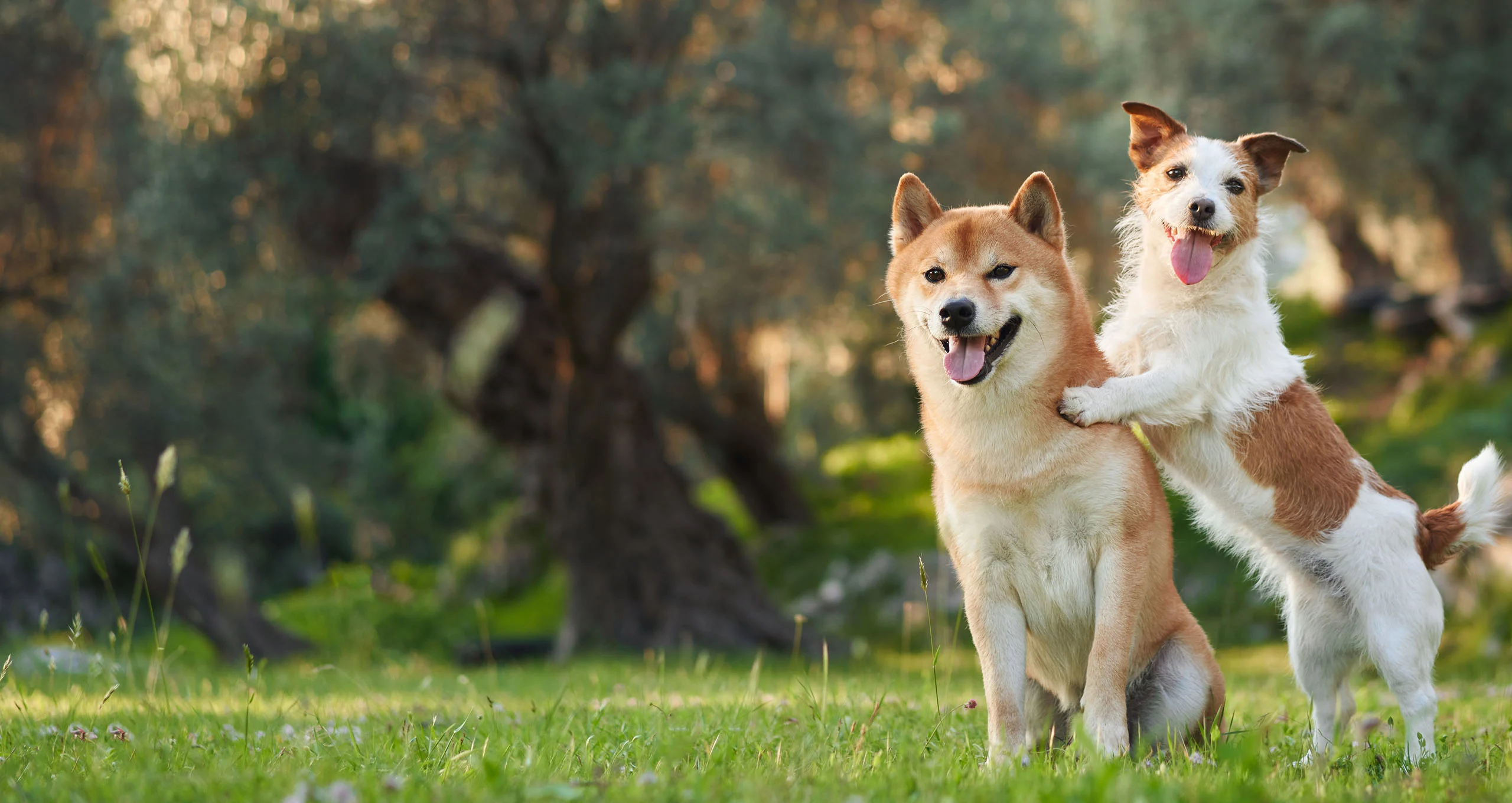 h two dogs looking at camera with one on others back in green field with trees