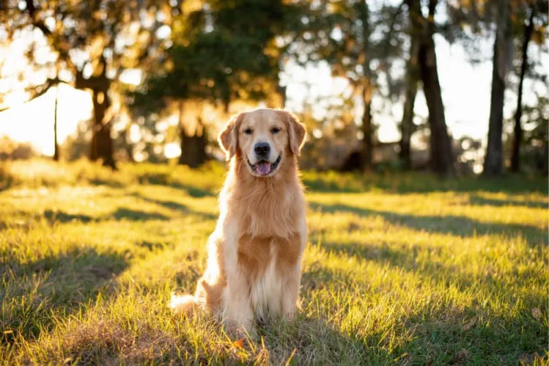 Why Does My Pet Need a Urinalysis?