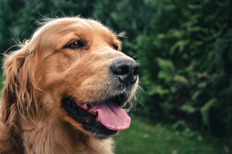 Help! Why does my dog's breath smell so bad?