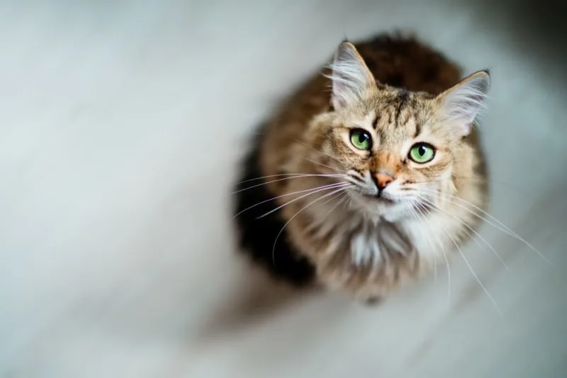 My cat won't stop vomiting: what to do and when to worry