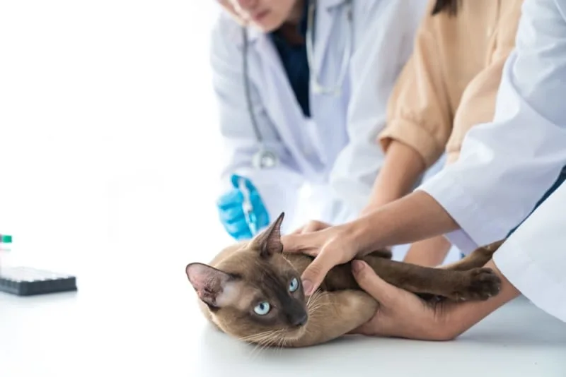 Cat Blood Tests Results, Explained