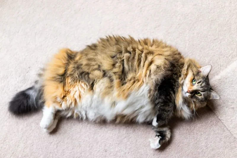 Is your cat overweight? Signs & Symptoms