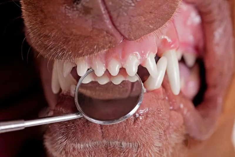 Signs Your Dog Needs Dental Cleaning