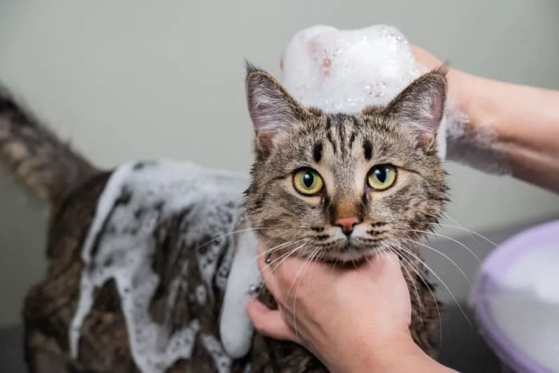 How to Bathe a Cat & How Often You Should Do It
