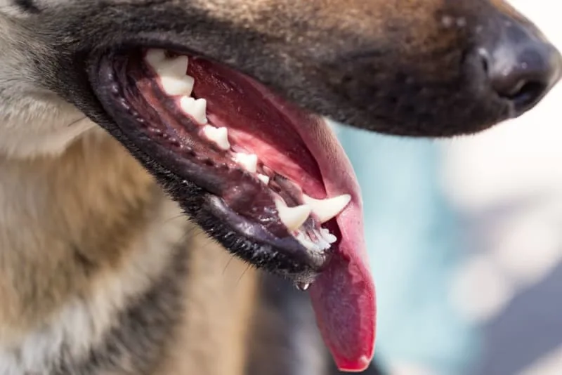 Is a dog's mouth cleaner than a human's mouth?