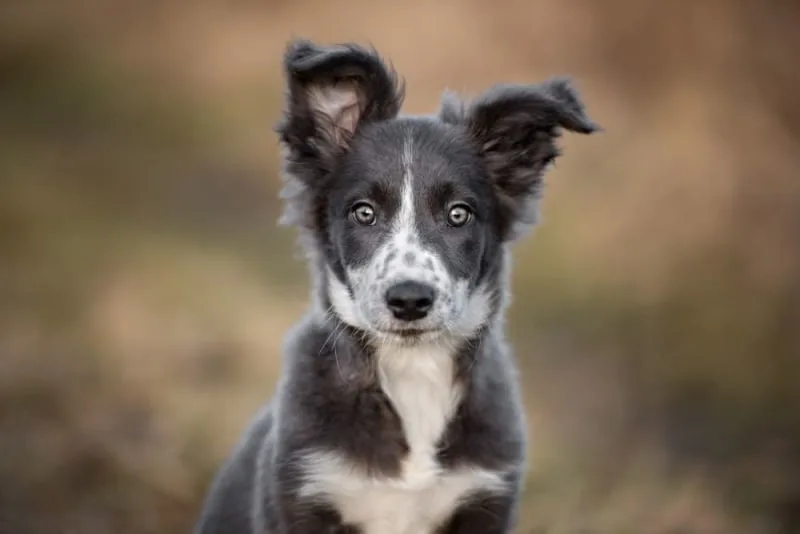 Bad Breath in Dogs: Causes & Remedies