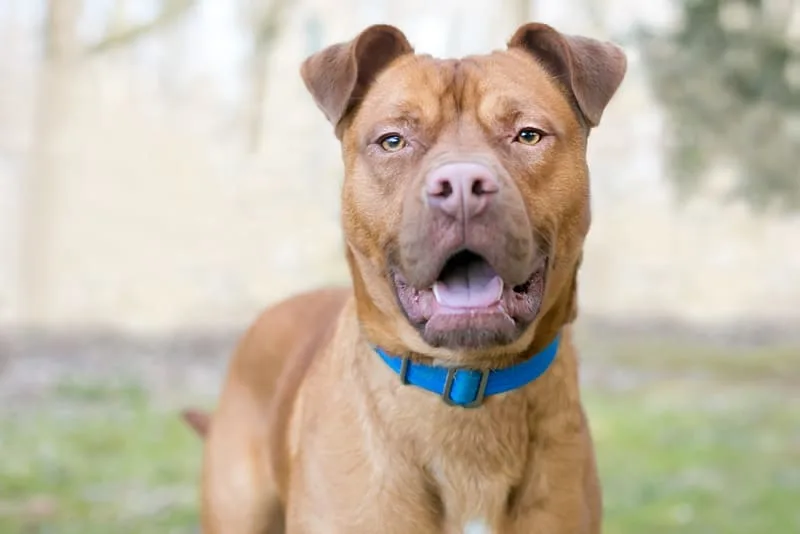Symptoms of Bladder Infection in Dogs