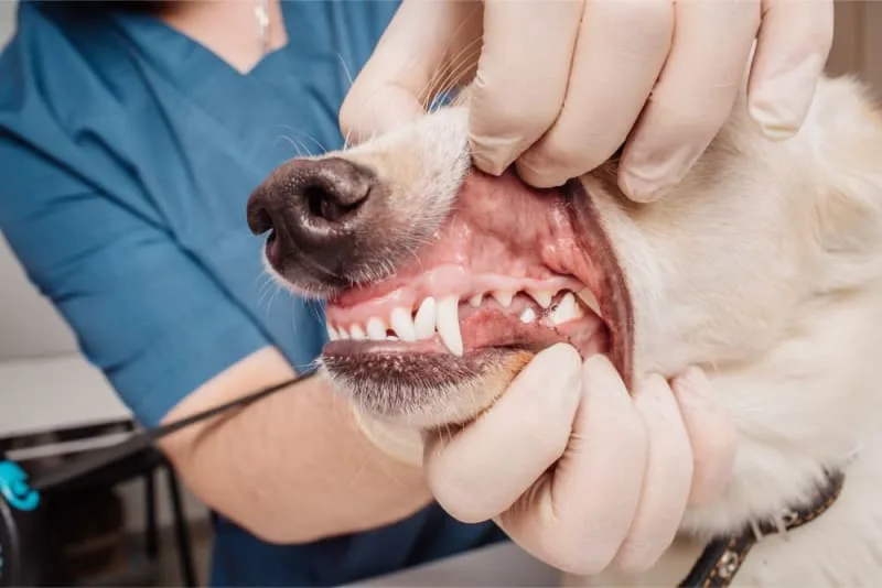 Signs Your Dog Needs a Dental Cleaning