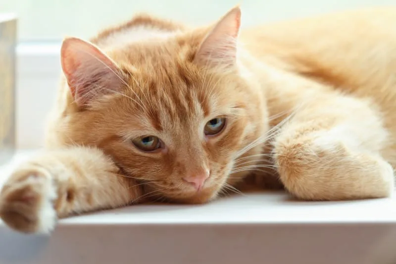 Causes of Anemia in Cats: Treatment and Diagnosis
