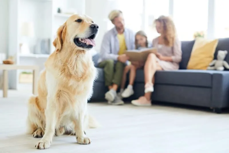 Best Family Dogs