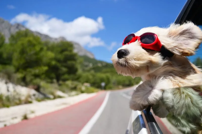 Road Trip With Your Dog: Everything You Should Know