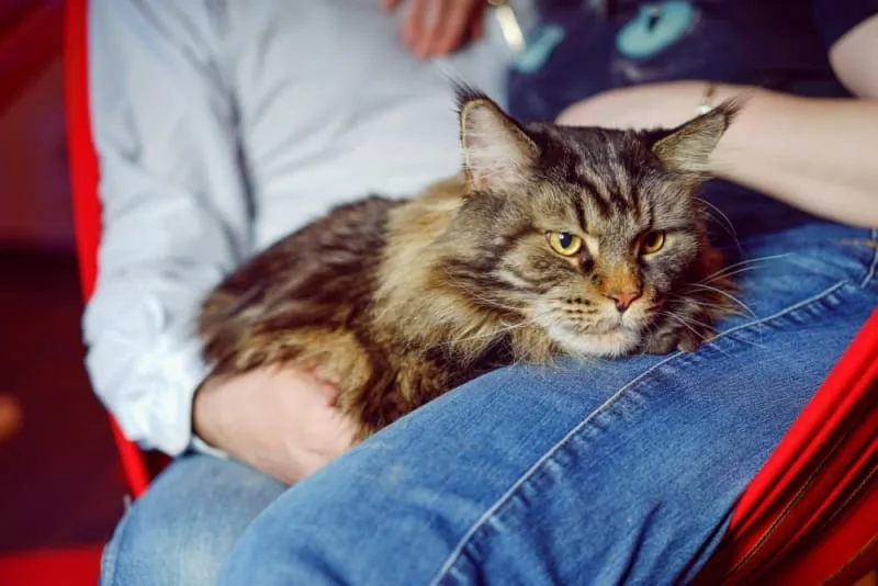 Old Cats — Caring for Senior Cats