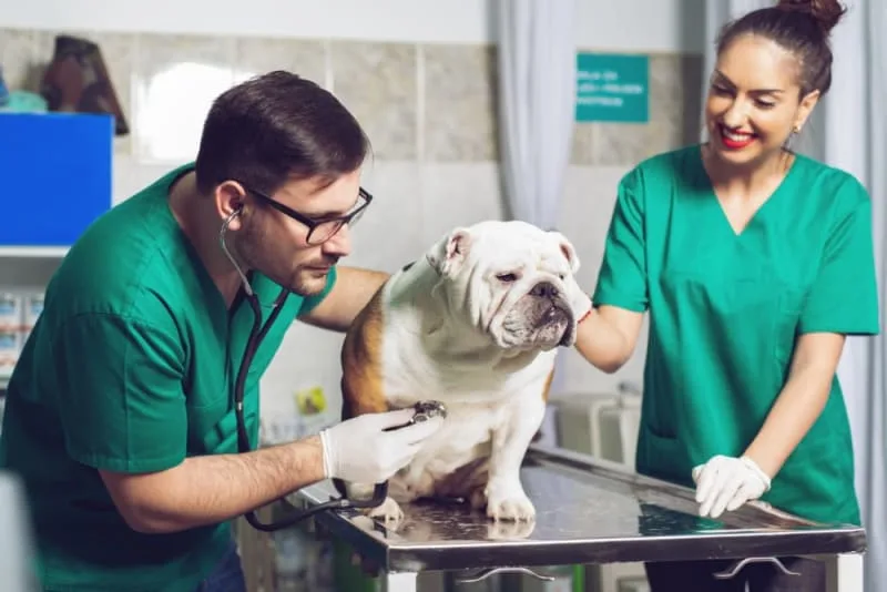 Pet Preventive Care