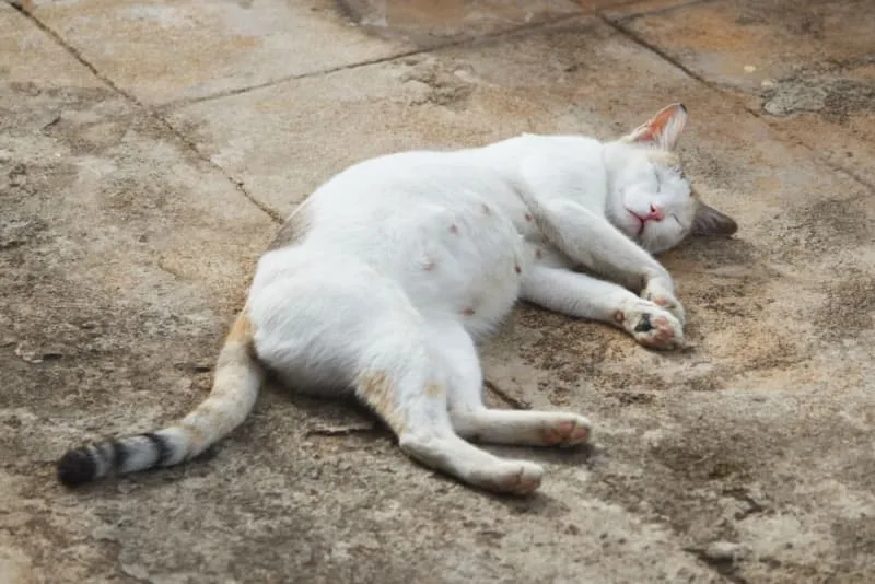 How to Tell if My Cat is Pregnant