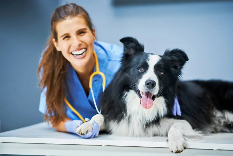 Endoscopy: Diagnosis & Treatment Of Digestive Issues In Pets