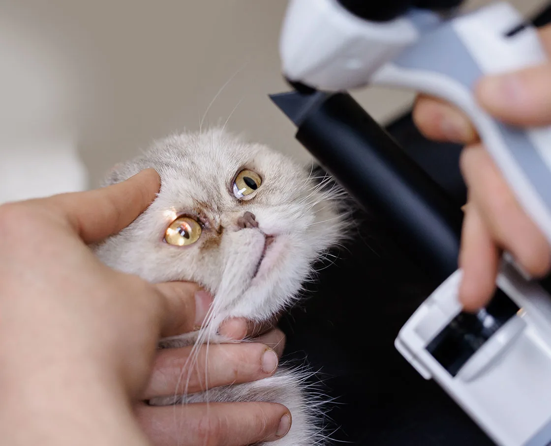 veterinary ophthalmology specialty exam