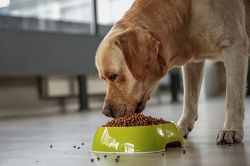 Best Food for Dogs With Allergies