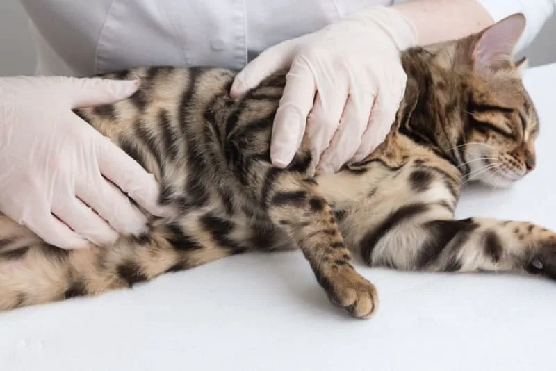 Cat Hernia Surgery