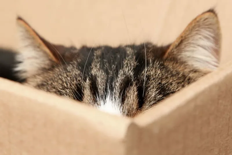 Ear Hematomas In Cats