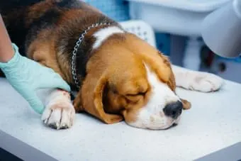 Anesthesia for Dogs