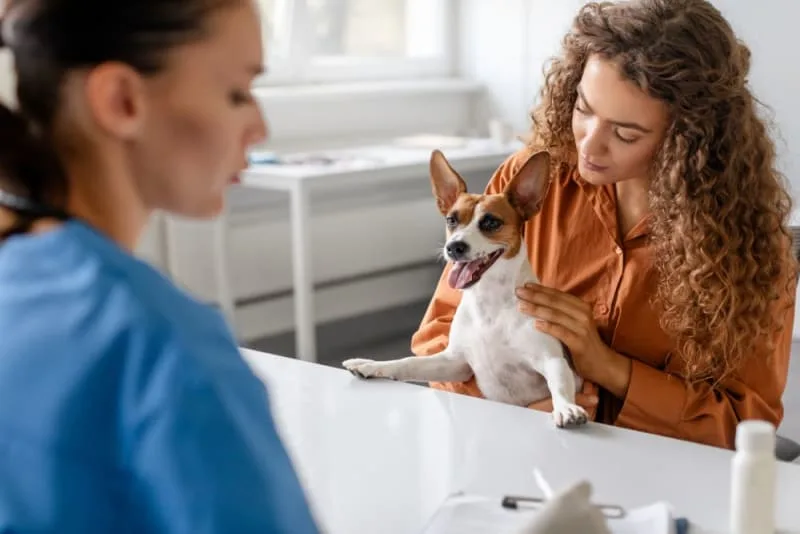 Hookworms in Dogs: Signs, Treatment & Prevention