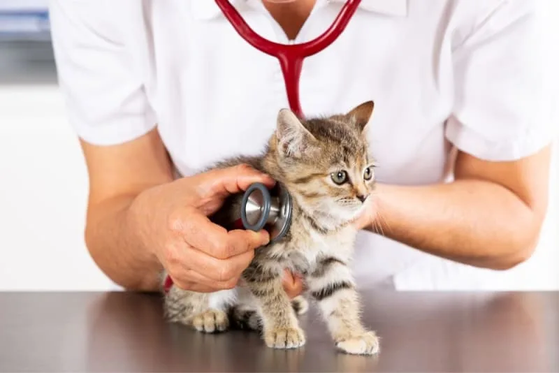 Making the Most of Your Pet's Routine Exam: What to Ask Your Vet