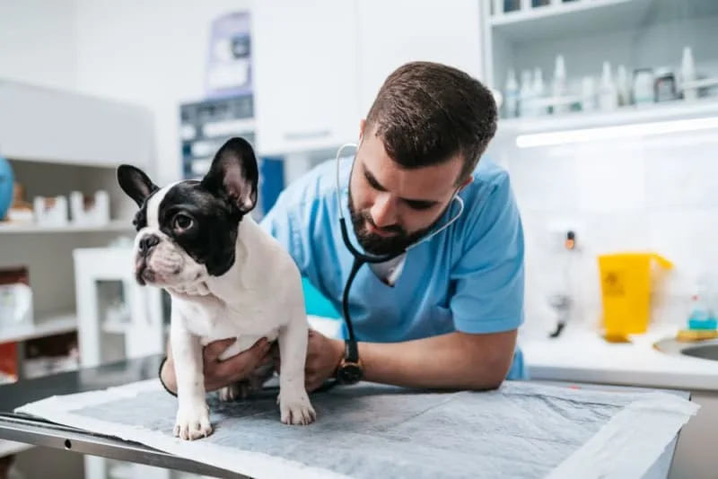 The Importance of Regular Fecal Exams for Pets