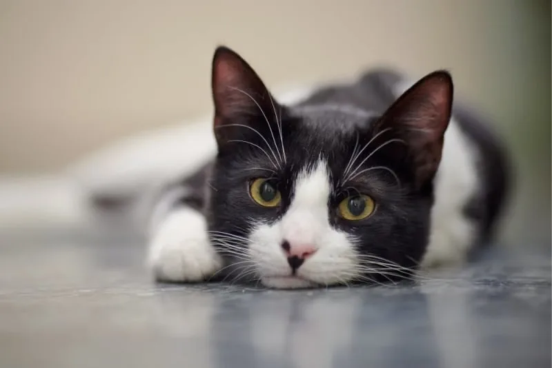 Types of Fever in Cats