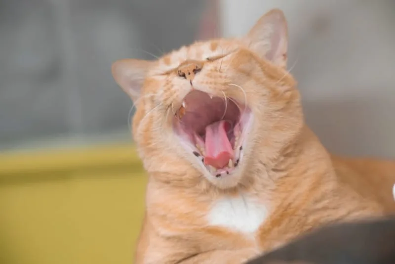 Why Does My Cat Breath Smell Bad?